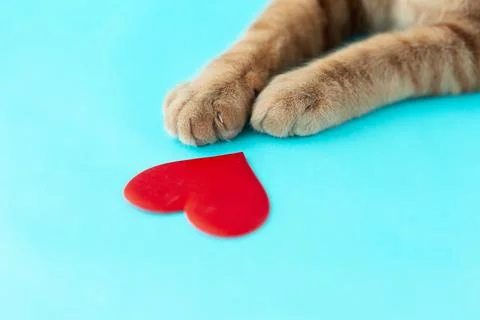 A red cat's paw with a red heart on a blue background Stock Photos