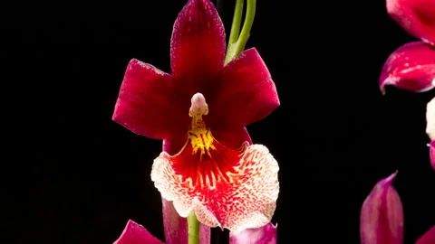 Red Cattleya orchid time lapse Stock Footage 140901404