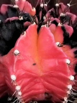 Red catus Foto stock
