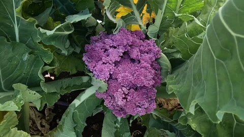 RED Cauliflower in the kitchen garden Video stock 256627142