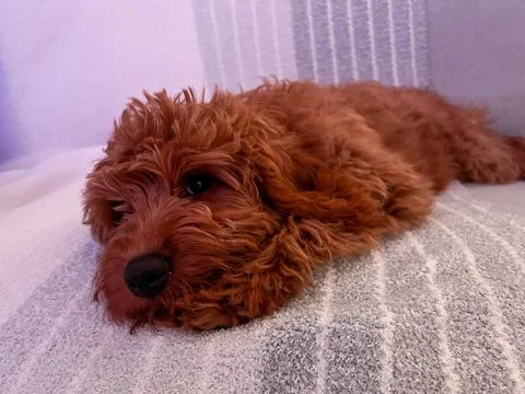 A red Cavapoo puppy laying on a couch. Fotos de archivo