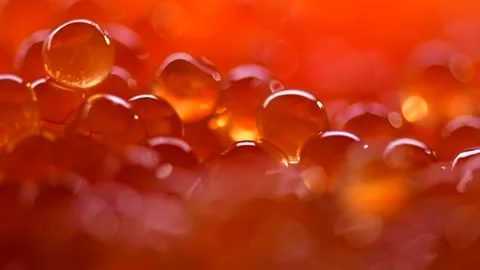 Red caviar background, Caviar close up. Salmon caviar macro shot background  Stock Footage 298331564