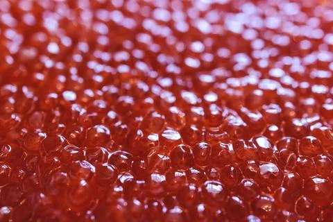 Red caviar close-up macro texture,  salted red caviar on a seafood producti.. Stock Photos