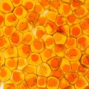 Red caviar Stock Photos