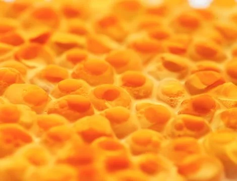 Red caviar Foto stock