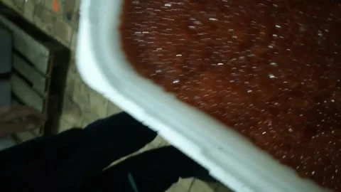 Red caviar in plastic container. Stirring with a plastic spoon of red caviar Video stock 239206467
