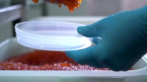 Red caviar production Vidéo 158630621
