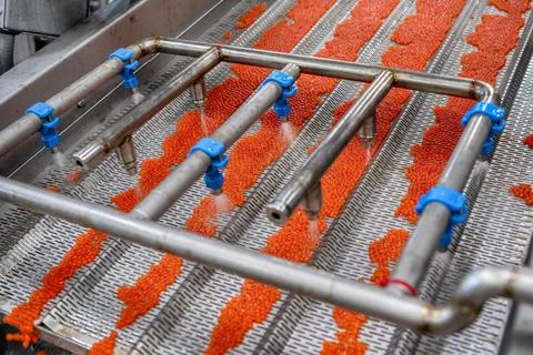 Red caviar production process. Vibrating tray. Stock Photos