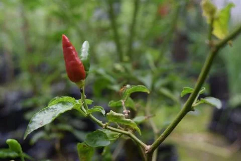 Red cayenne pepper in the garden Stock Photos