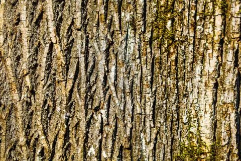 Red Cedar Bark Stock Photos