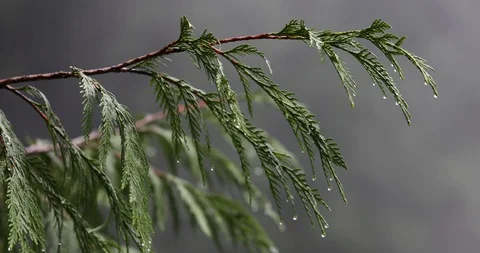 Red Cedar Branch Pan Against Mist Stock Footage 106691238