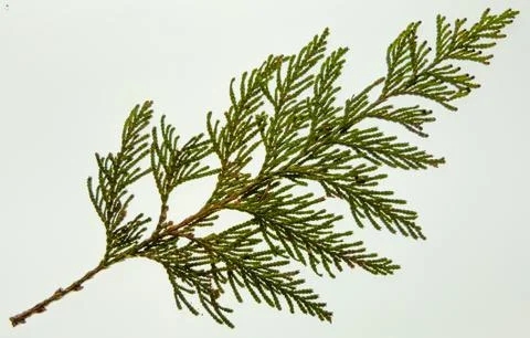 Red Cedar Frond Stock Photos