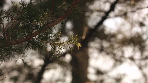 Red cedar needles in dramatic natural sunlight swaying in wind in spring Stock Footage 238485848