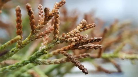 Red Cedar Stock Photos