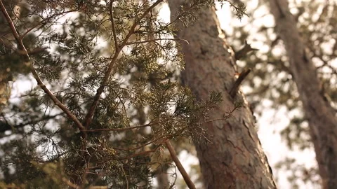 Red cedar tree branches and needles swaying in wind Stock Footage 238485815