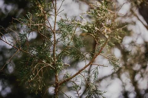 Red Cedar tree branches up close and detailed in morning sunlight Foto stock