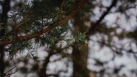 Red Cedar tree branches up close and detailed in morning sunlight Foto stock