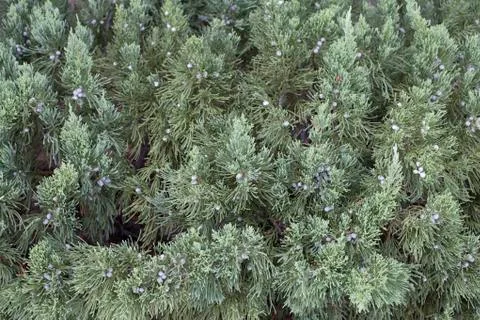 Red Cedar Tree Stock Photos