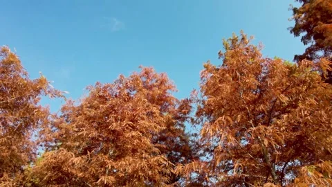 Red cedar trees in autumn Stock Footage 301428795
