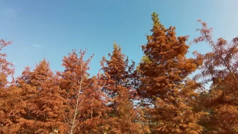 Red cedar trees in autumn Stock Footage 301428796