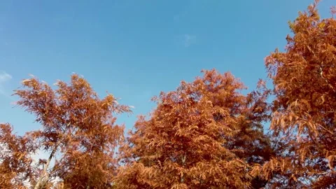 Red cedar trees in autumn Stock Footage 301428805