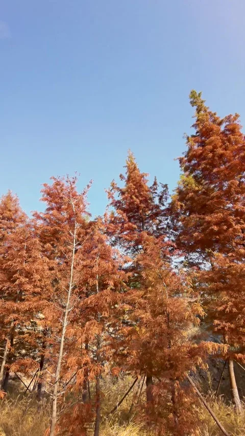 Red cedar trees in autumn Stock Footage 301428808