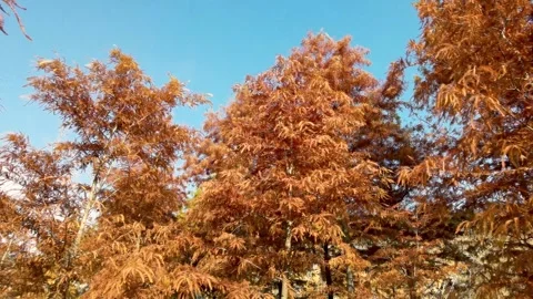 Red cedar trees in autumn Stock Footage 301428814