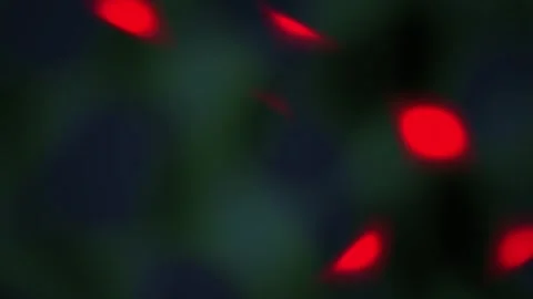 Red Cells in Microscope View. Stock Footage 334344719