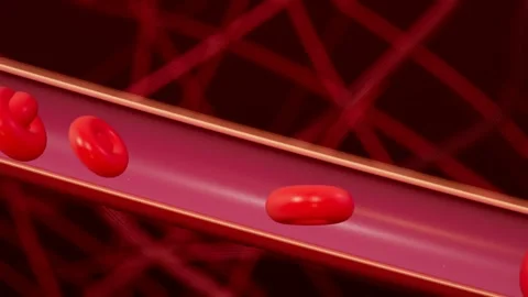 Red Cells Squeezing Through A Capillary In Single File To Exchange Oxygen Stockbeeldmateriaal 343254860
