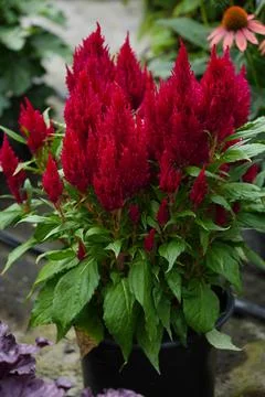 Red Celosia , also known as "Cockscomb" in a flower pot in close-up Stock Photos