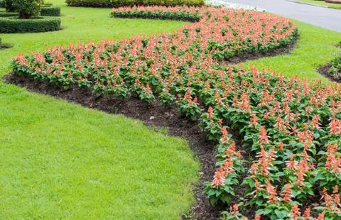 Red celosia argentea Stock Photos