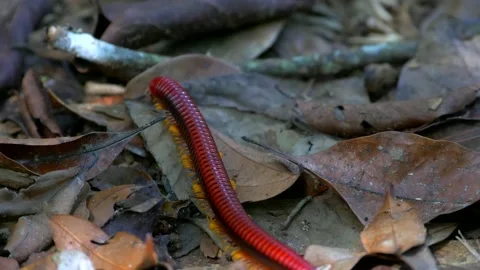 Red Centipede Crawling On Ground Stock Footage 137787622