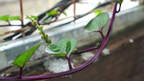 Red Ceylon Spinach in the garden Stock-Footage 267719384