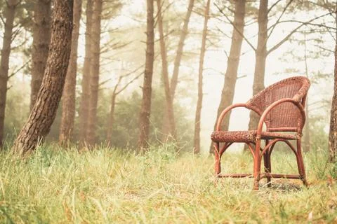 Red chair placed in the middle of the forest with trees half covered by fog. Stock Photos