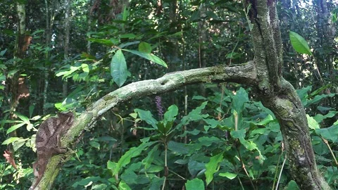 Red chameleon climbing a branch Stock Footage 81531915