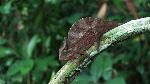 Red chameleon Stock Footage 81531937