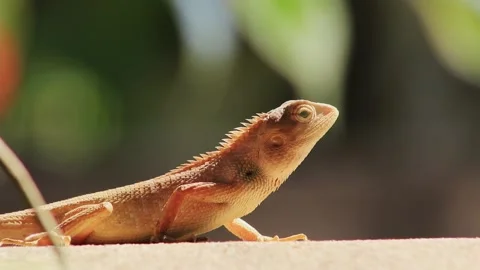 Red chameleon Stock Footage 203837605