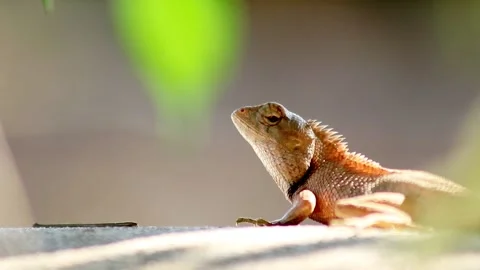 Red chameleon Stock Footage 203837607