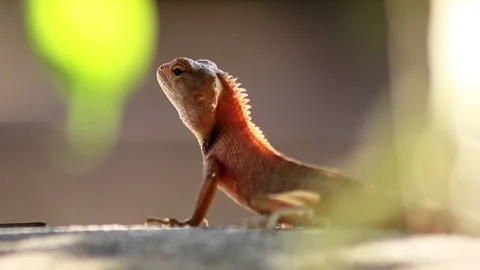 Red chameleon Stock Footage 203837629