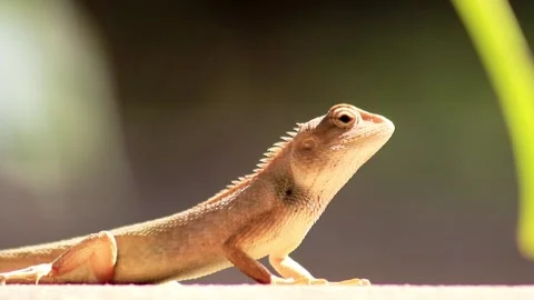 Red chameleon Stock Footage 203837685