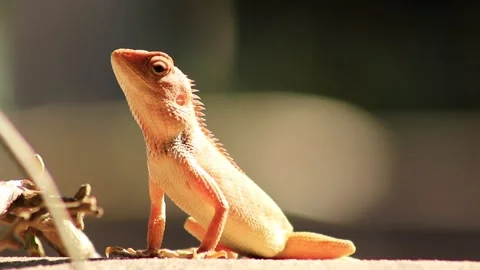 Red chameleon Stock Footage 203837700