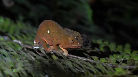 Red chameleon in Madagascar 4K Stock Footage 107335735