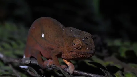 Red chameleon in Madagascar 4K Stock Footage 107335833