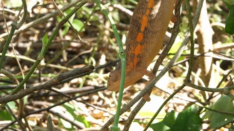 Red chameleon in Nosy Mitsio, Madagascar in 4K Stock Footage 107343261
