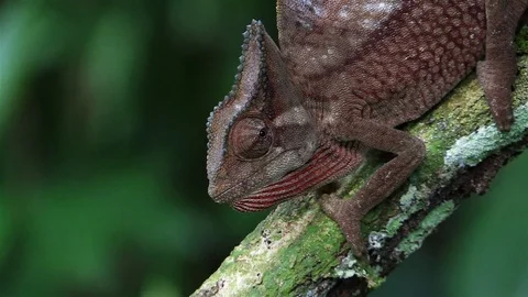 Red chameleon in the rain forest Stock Footage 81531959