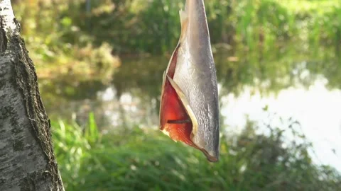 Red char fish is hanging and drying on the hook on the background of the pond Stock Footage 169813239