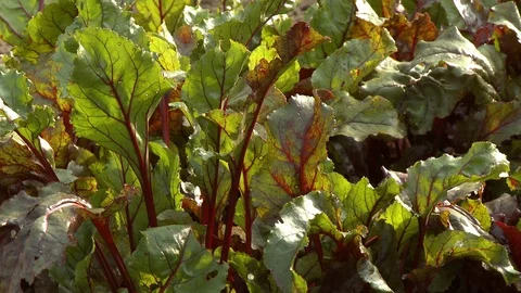 Red Chard Leaves Stock Footage 115654098