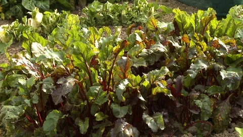 Red Chard Leaves in Garden Plot Vídeos de archivo 115654165