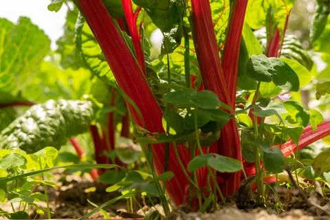 Red chard Stock Photos