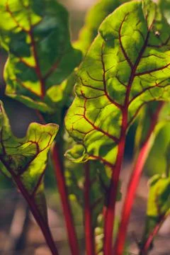 Red Chard in sunlight Stock Photos